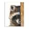 Stupell Industries Raccoon with Wood Fence Illustration Wall Plaque Art